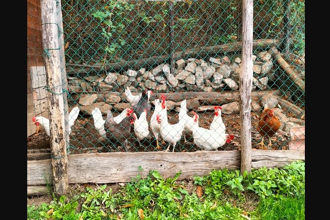 Farm Tour & Cooking Class: Discover the Flavors of Lake Como - Cooking With an Italian Cesarina