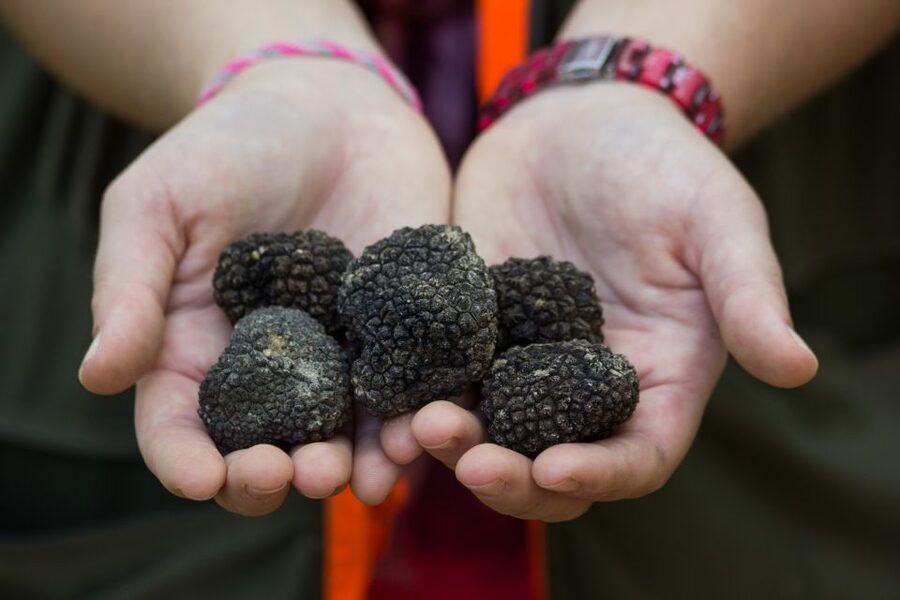 Gažon to Istria: Truffle Hunting, Cooking & Tasting - Meeting Valdi and Bistra in the woods