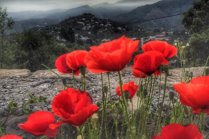 Gourmet Cooking Class & Culture in the rural Montes de Malaga. - What to know before paying $209.70