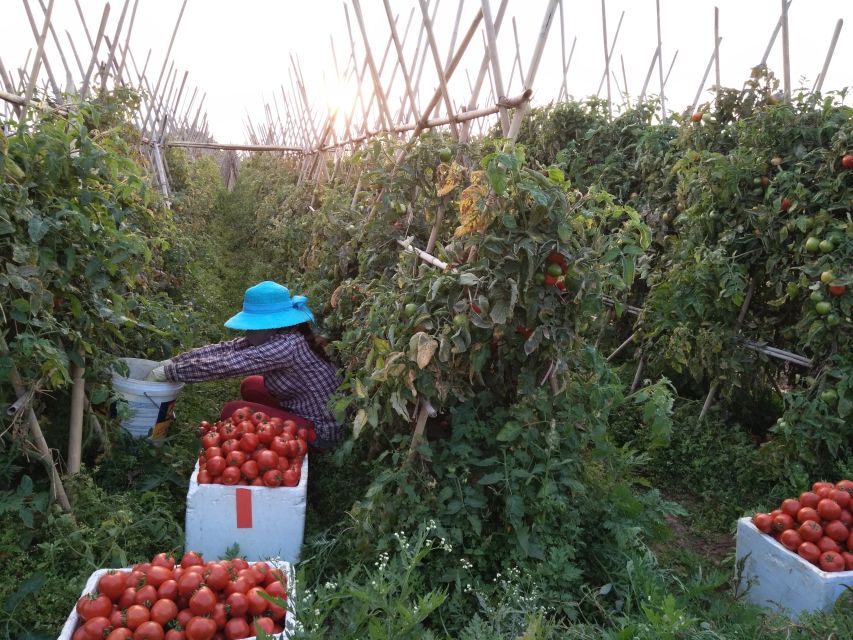 Hanoi Farm Tour and Cooking Class with Local Family - An old market with a very local rhythm