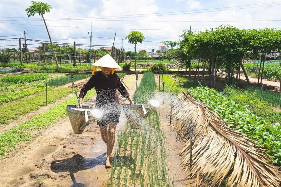 Hoi An: Authentic Cooking class in organic Herb Village - A 20-minute ride through rice fields
