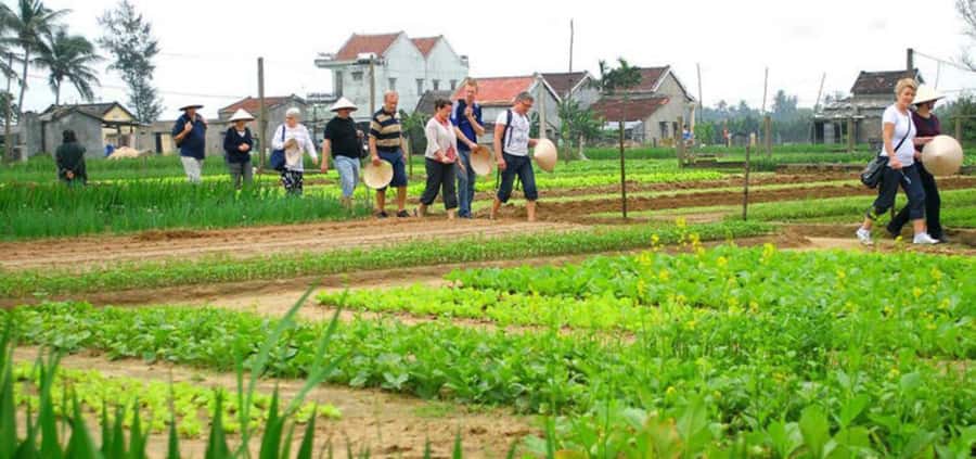 Hoi An: Tra Que Herb Village Cooking Class - Quick points worth knowing