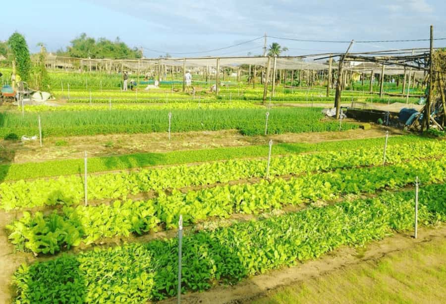Hoi An: Tra Que Herb Village Cooking Class - Should you book the Tra Que cooking class?