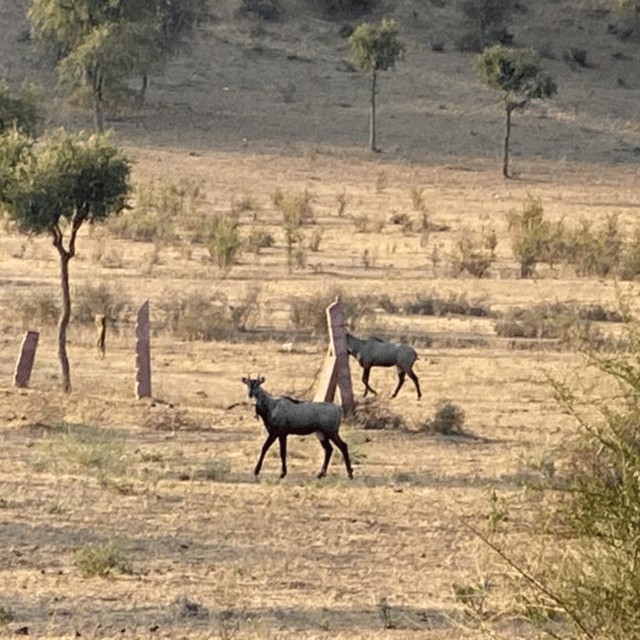 Jodhpur Desert Camel Safari With Cooking Class With Sumer - Is $32 a good value?