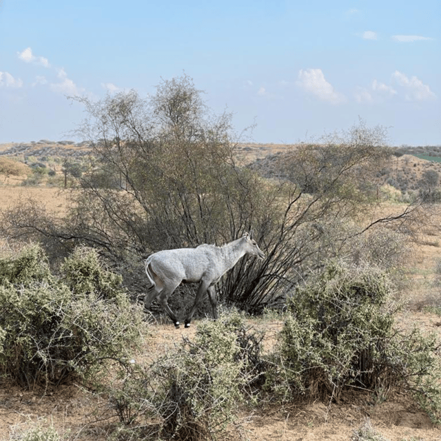 Jodhpur Desert Camel Safari With Cooking Class With Sumer - Who should book this experience?