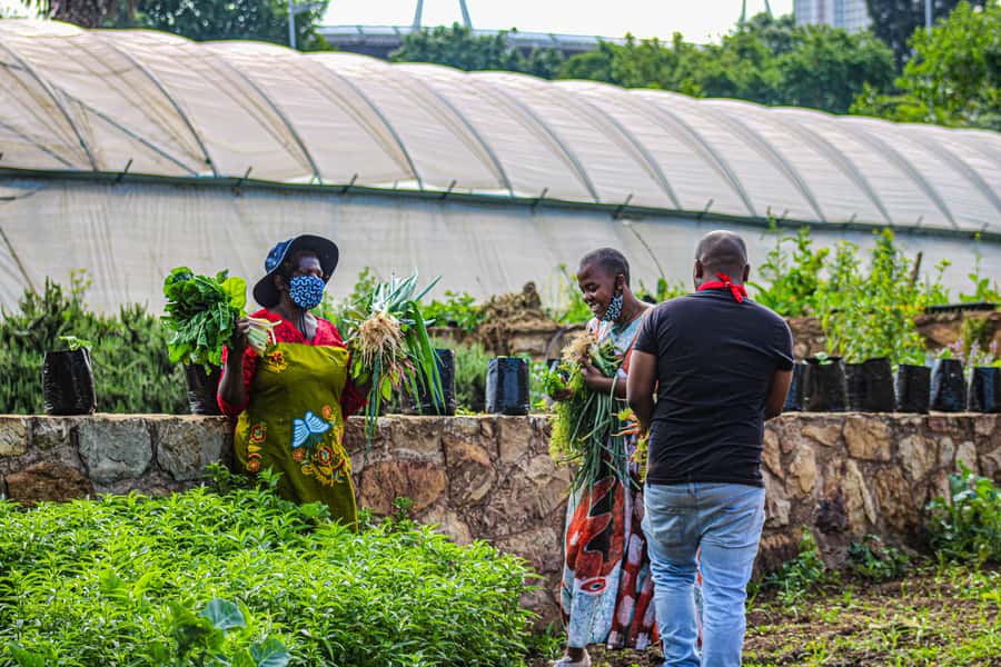 Johannesburg: Pan-African Cooking & Dinning Experience - Timing, group size, and comfort