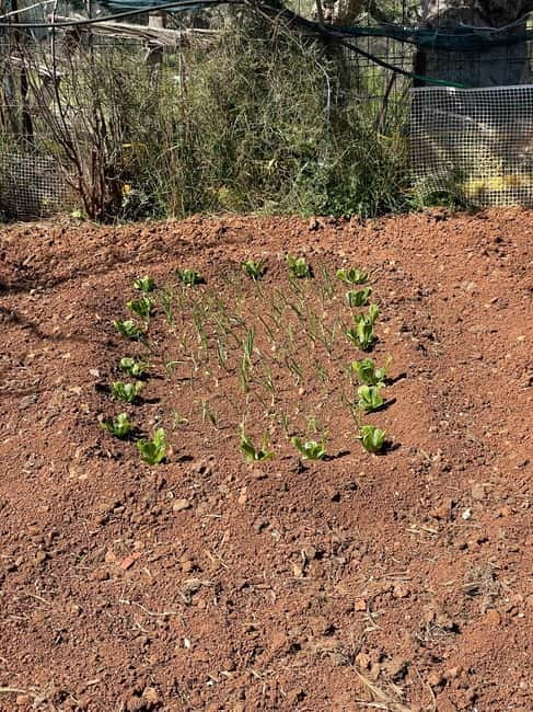 Kalamata: Farm-to-Table Experience with Cooking - Picking Tomatoes, Herbs, and Seasonal Produce