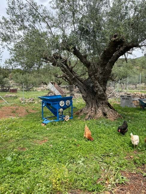 Kalamata: Farm-to-Table Experience with Cooking - Eating Under Olive Trees