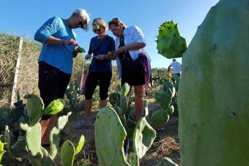 Los Cabos: Azteca Cactus Taco Farm to Table Cooking Class - What the $95 price includes