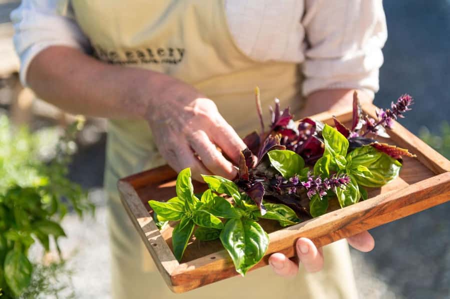 Maggie Beer's Farm Hands-on Cooking School and Lunch - The opening demonstration and Maggie Beer’s cooking style
