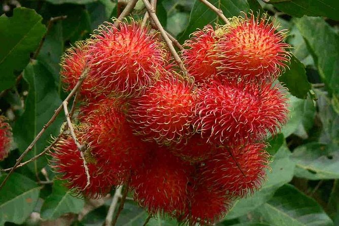Mekong Delta 4 Islands, TukTuk, Boat, Try Khot Cake Local Cooking - Why this Mekong Delta tour works for a short visit