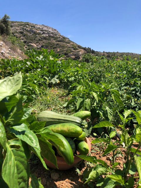 Melanes: Naxos Perivoli Farm & Cooking Class with Wood Fire - Who will get the most from this four-hour outing