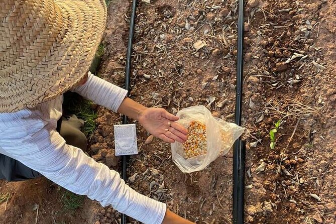Moroccan Cooking Class and Eco-Farm Visit - Full day - Feeding sheep and chickens with children