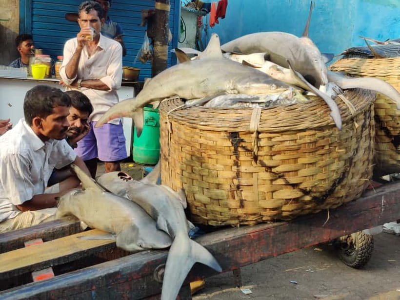Mumbai Coastal Cooking: From Fishing Net to Flavourful Plate - Timing, Language, and Practical Expectations