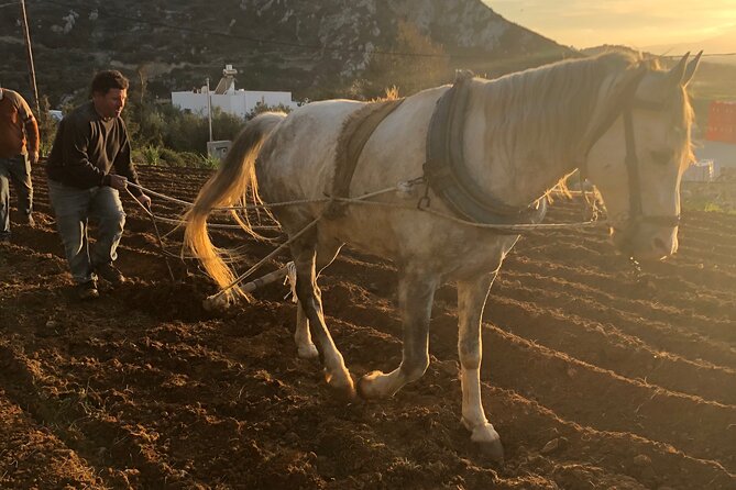 Naxos Perivoli Farm Experience & Wood-fire Cooking Class - Key points at a glance