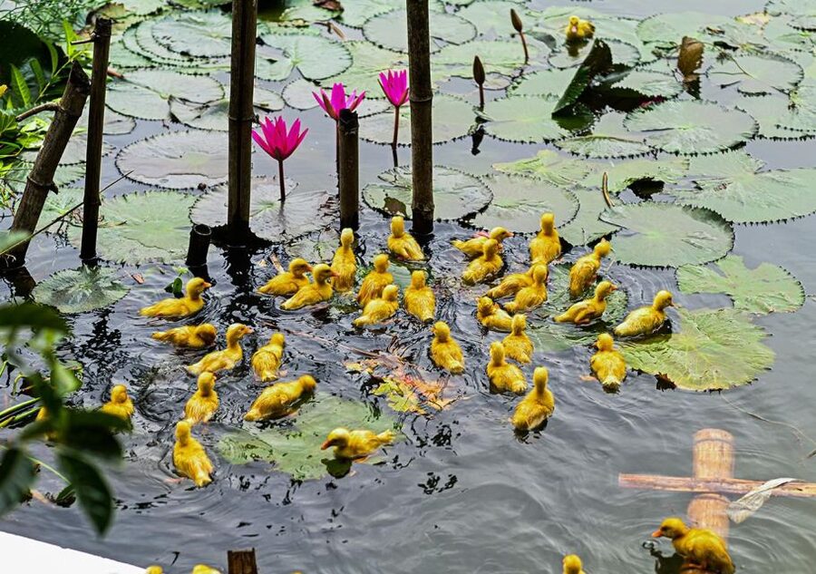 Ninh Binh cooking class at Buffalo Cave - Exploring Buffalo Cave and bathing at the waterfall
