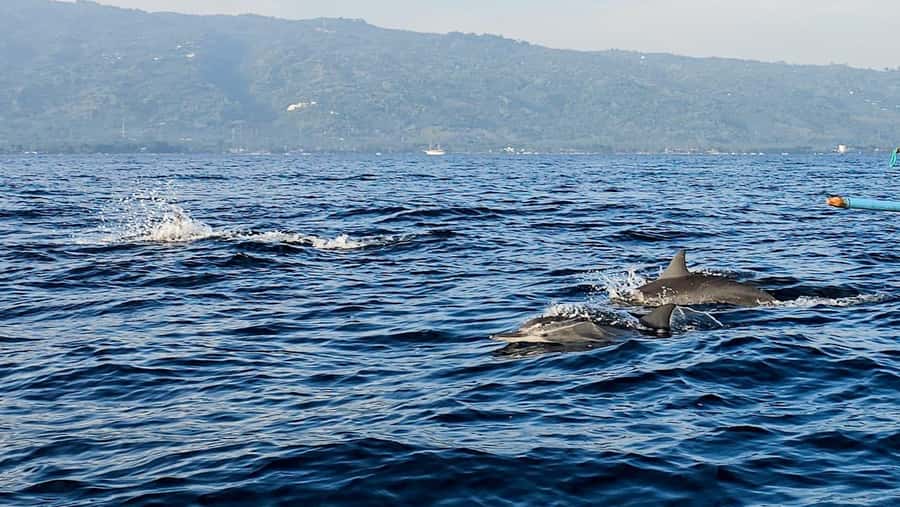 North Bali:Sunrise Dolphin Watching&CookingClass experience - The human side of the meal