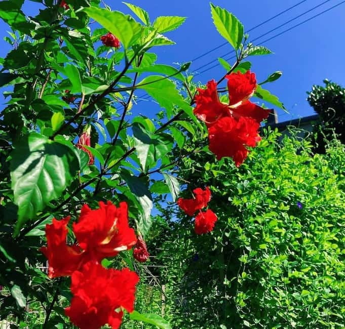Okinawa: Traditional farming experience & cooking and a meal - Why this experience feels different from a standard cooking class