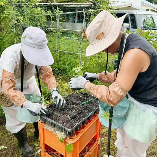 Okinawa: Traditional farming experience & cooking and a meal - Making kusu, the secret Okinawan seasoning