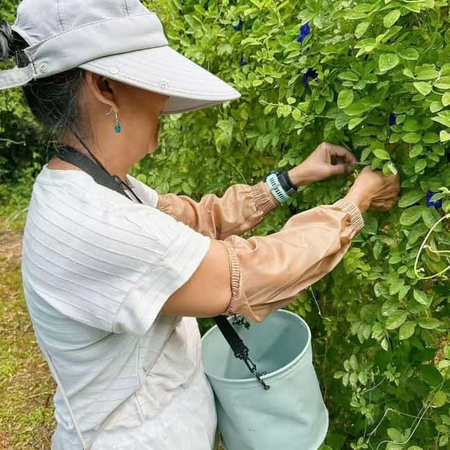 Okinawa: Traditional farming experience & cooking and a meal - Who should book this Sesoko Island experience