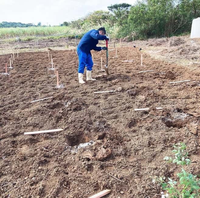 Okinawa: Traditional farming experience & cooking and a meal - Starting at かどや製麺所 and walking to the farm