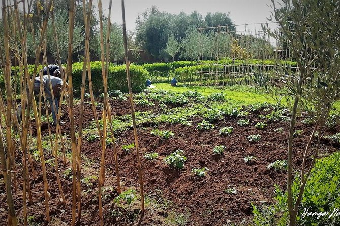 Organic Moroccan Cooking Class At Secret Berber Garden CT - Gathering ingredients from the organic garden