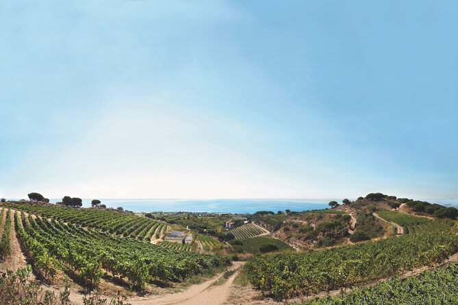 Paella Cooking Experience & Winery Tour from Barcelona - How the $89 price measures up