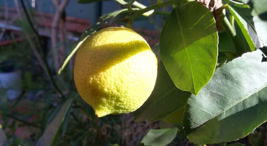 Palermo: Cooking and Limoncello Class - Key details to know before booking