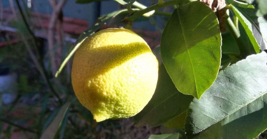Palermo: Cooking and Limoncello Class - From market basket to family kitchen