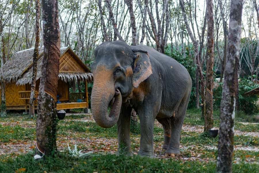 Phuket: Elephant Sanctuary Tour, Cooking Class & Lunch - Who should book this day?