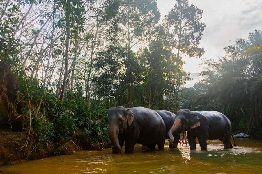 Phuket: Elephant Sanctuary Tour, Cooking Class & Lunch - Walking through the reserve without forcing contact