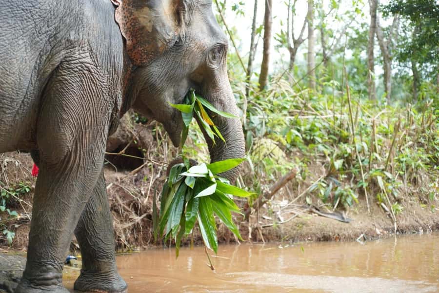 Phuket: Elephant Sanctuary Tour, Cooking Class & Lunch - Thai cooking and lunch at 77 Soi Nam Tok Sai Rung