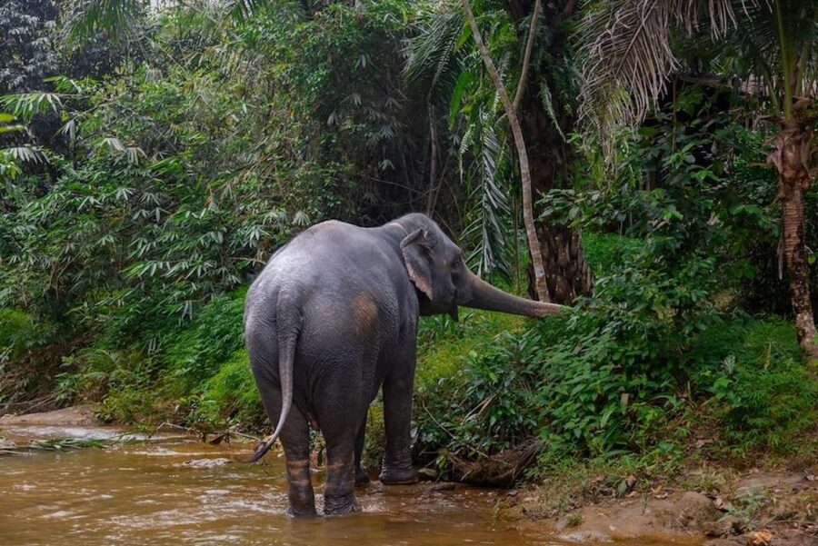 Phuket: Elephant Sanctuary Tour, Cooking Class & Lunch - Sai Rung Waterfall and the seasonal catch