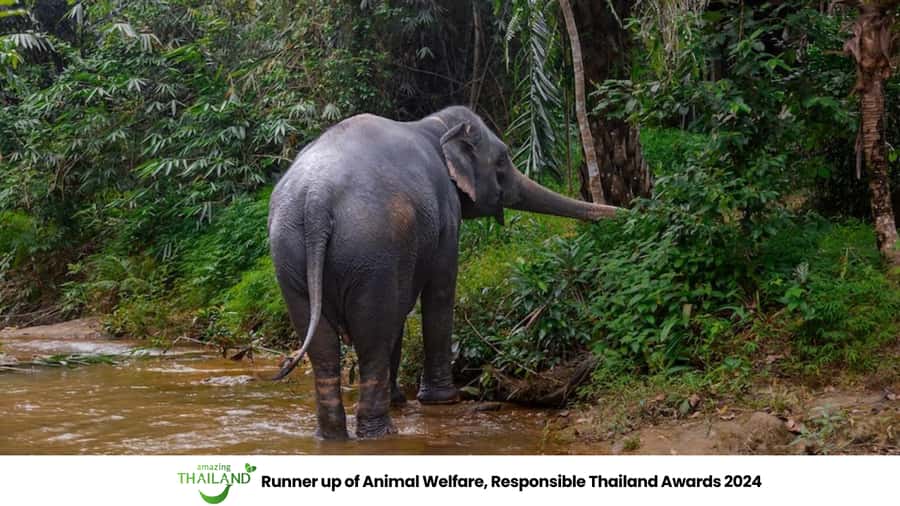 Phuket: Elephant Sanctuary Tour, Cooking Class & Lunch - Is $102 a fair price?