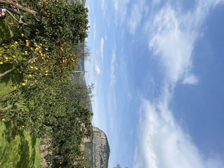 Piano di Sorrento: Cooking Class with Food Tasting and Wine - Who will enjoy this class most