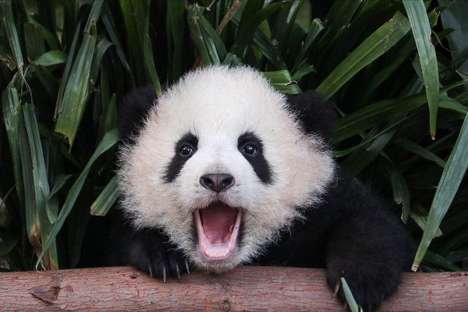 Private Panda Tour with Cooking Class One-day Trip - Five useful things to know before you book