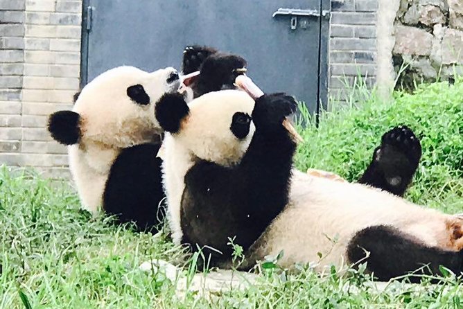 Private Panda Tour with Cooking Class One-day Trip - Why this Chengdu day makes sense