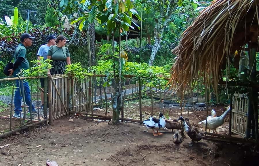 Pure Bali Village Experience Cooking & Jamu Class, Transfer - Paon Bali: A Hands-On Balinese Kitchen