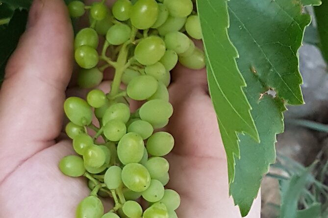 Rhodes Wine & Food Tour: 10 Meal Course Lunch, Wine Tasting, Cooking Class - A family vineyard beyond Rhodes Town