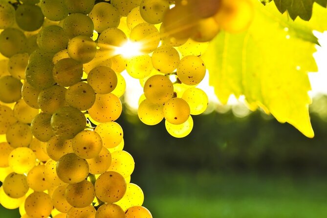 Rhodes Wine & Food Tour: 10 Meal Course Lunch, Wine Tasting, Cooking Class - Five wines and a lesson in Greek tasting