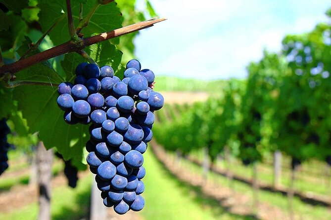 Rhodes Wine & Food Tour: 10 Meal Course Lunch, Wine Tasting, Cooking Class - Who will enjoy this Rhodes outing?