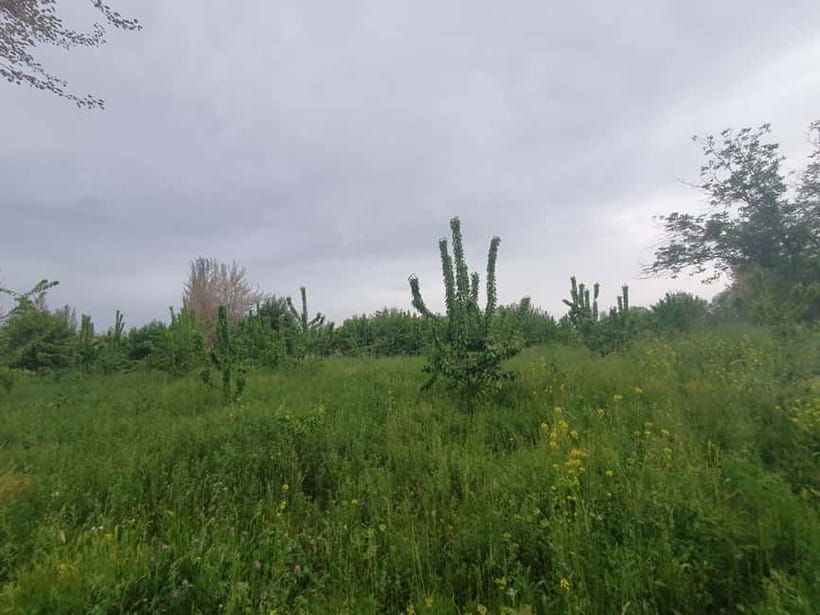 Samarkand: Village Tour with Plov Cooking Class & Home Visit - Walking through village life after lunch
