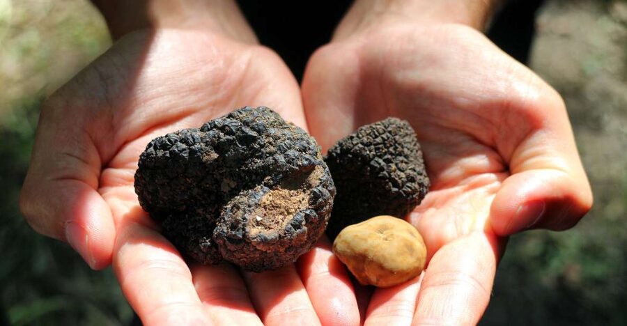 San Gimignano: Truffle Cooking Class with Wine Tasting - Why truffle cooking works so well in Tuscany