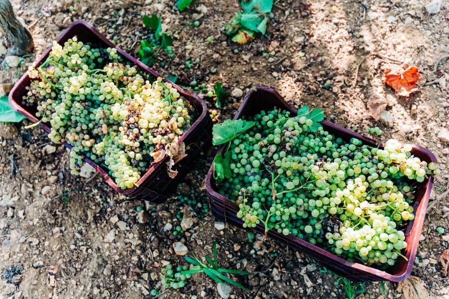Santorini: Greek Cooking Class with Wine Tasting - Learning Greek cooking with a local chef