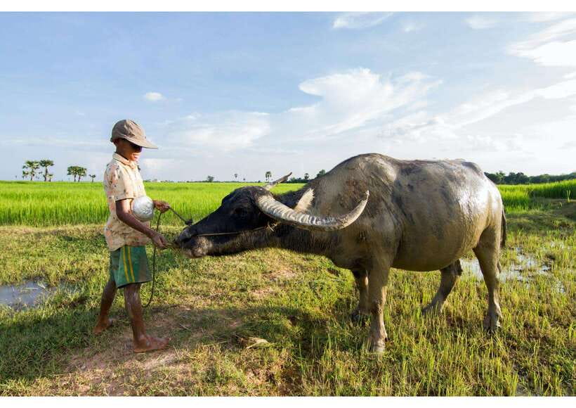 Siem Reap: Afternoon Cooking Class & Village Tour - Leaving Siem Reap at 3:00 pm