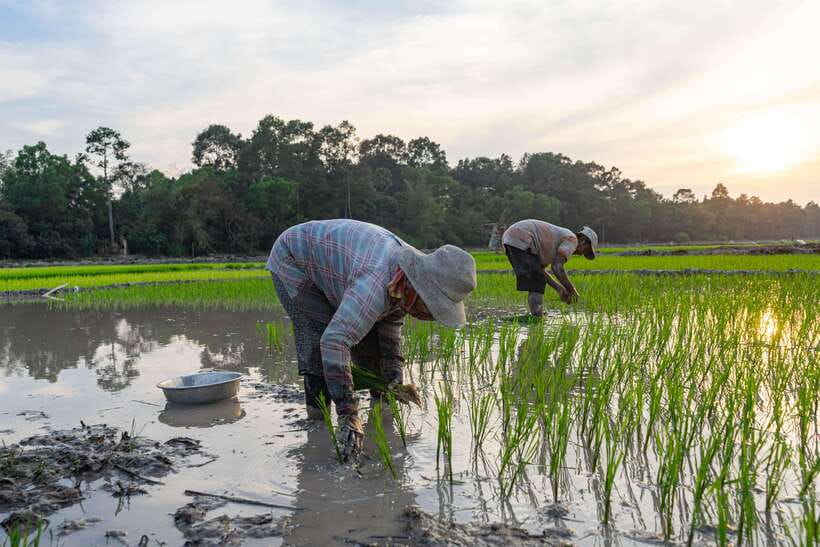 Siem Reap: Afternoon Cooking Class & Village Tour - Eating the meal you prepared