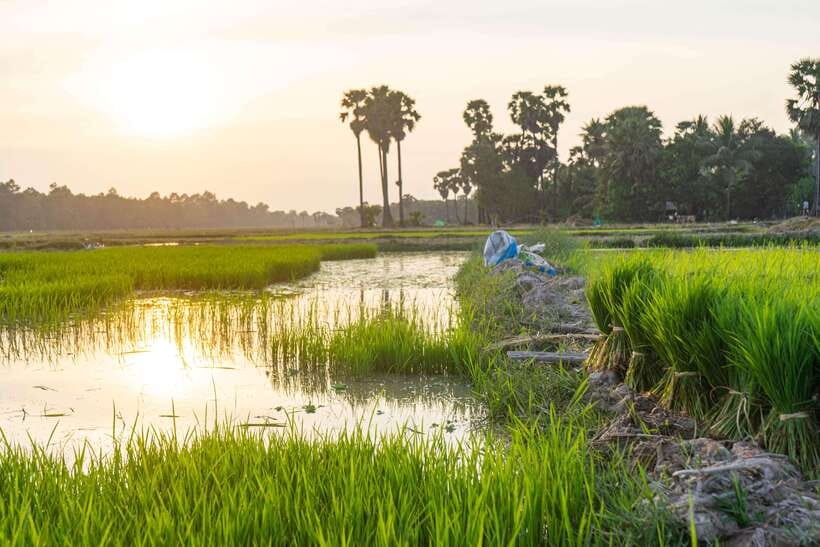 Siem Reap: Afternoon Cooking Class & Village Tour - Timing, comfort, and practical limits