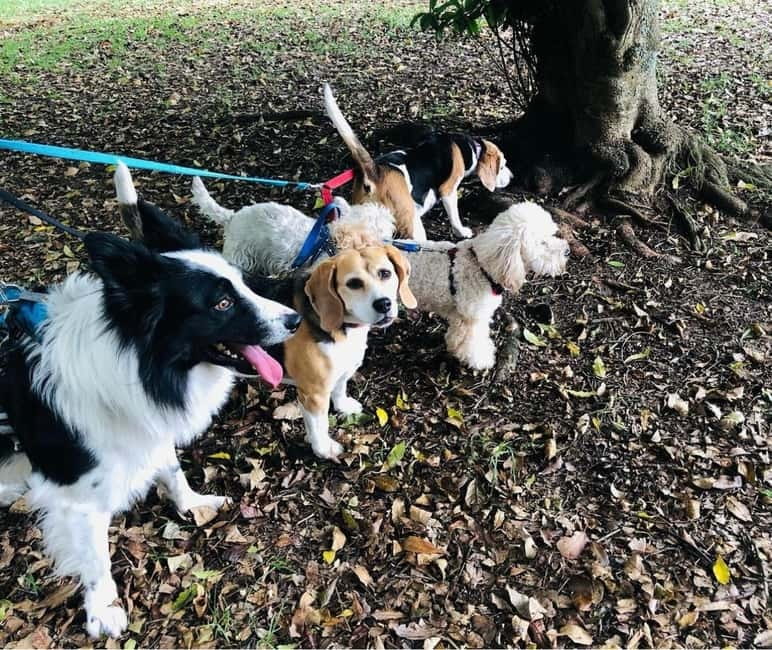 Skiathos: Dog Shelter Visit, Hike & Cooking Class with Lunch - Key points to know before booking