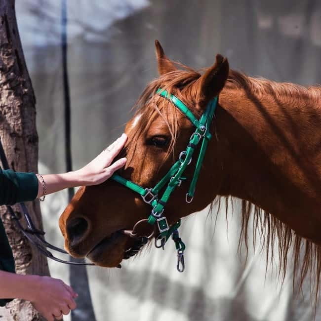 Tbilisi: Kakheti Horse Riding, Wine Tasting, and Cooking … - Horseback riding through Kakheti’s hills and valleys