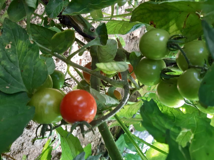 Thessaloniki:Greek Cooking Class and Meal at a Farm A - Who should book this experience